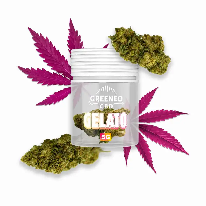 gelato-flores-cbd-greeneo-5gr.webp Flores CBD Gelato 5gr – Greeneo - Image 1